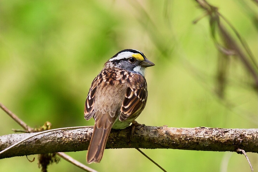 White-throated sparrow by Melissa McMasters is licensed under CC BY 2.0.